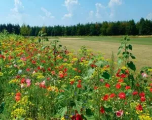 Sommerzauber Pflückmischung