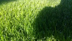 Schattenrasen Buga Nr.5 mit Poa supina