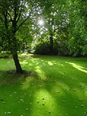 Schattenrasen- Regenerationsrasen für Schatten zur Nachsaat