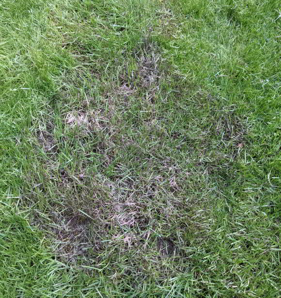 Pythium im Rasen