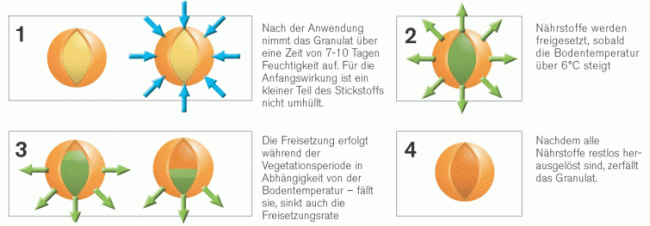 Umhüllung eines Rasenlangzeitdüngers