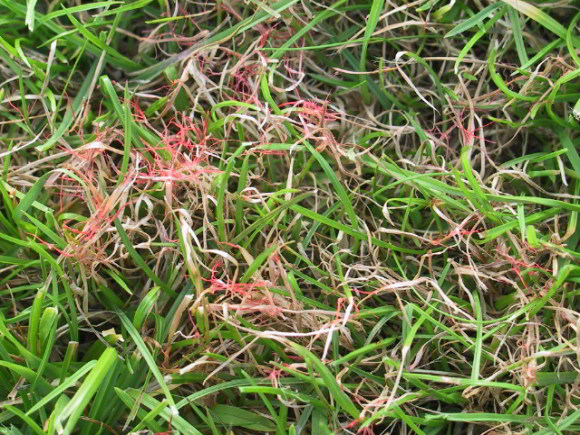 Rotspitzigkeit Laetisaria fuciformis