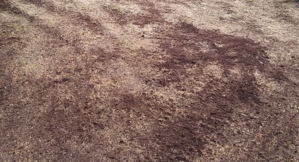 Wind, Starkregen oder Vögel haben Saatkörner verlagert Wind, Starkregen oder Vögel haben Saatkörner verlagert