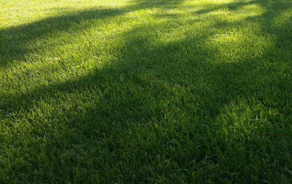 Schatten-Spielrasen mit Poa supina RSM 2.3