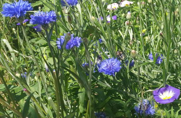 Grüner Rasen ist Ihnen zu monoton? Dann sind Sie mit dieser tollen Blumenwiesenmischung bestens bedient.