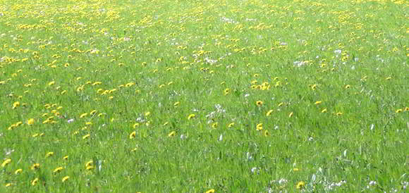 Landschaftsrasen – Standard mit Kräutern, RSM 7.1.2 Landschaftsrasen – Standard mit Kräutern, RSM 7.1.2