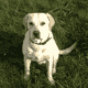 Hunde-Rasen Hunde-Rasen