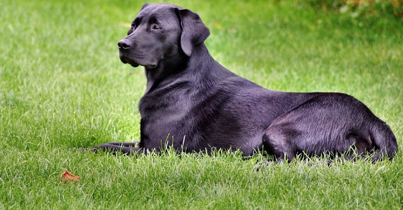 Rasensaat SuperStrapRasen robust HundeRasen