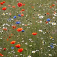 Rasenmischung für Biotoprasen