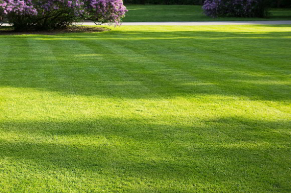 Rasenmischung zur Regeneration/Nachsaat - Regenerationsrasen Rasenmischung zur Regeneration/Nachsaat - Regenerationsrasen