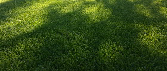 Schattenrasen 2301 Juliwa-Hesa Schattenrasen 2301 Juliwa-Hesa