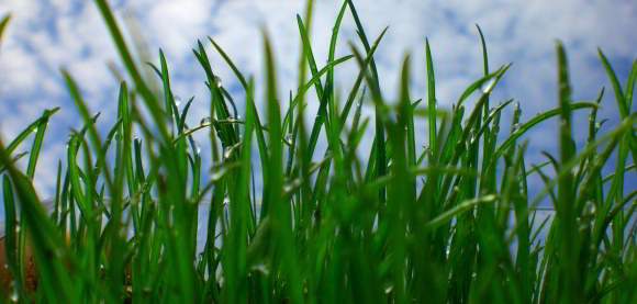 Zierrasen mit Lolium perenne RSM 1.1.1 Zierrasen mit Lolium perenne RSM 1.1.1