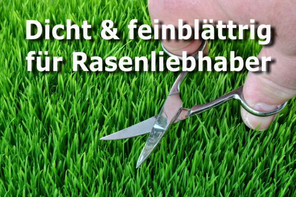 Zierrasenmischung RSM 1.1.1 Zierrasenmischung RSM 1.1.1